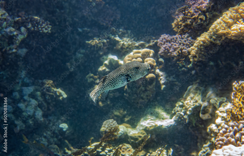 Giant puffer fish. Red Sea, Egypt. Giant puffer fish. Red Sea, Egypt.