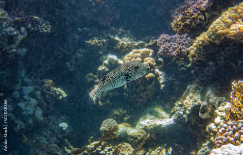 Giant puffer fish. Red Sea, Egypt.  photo