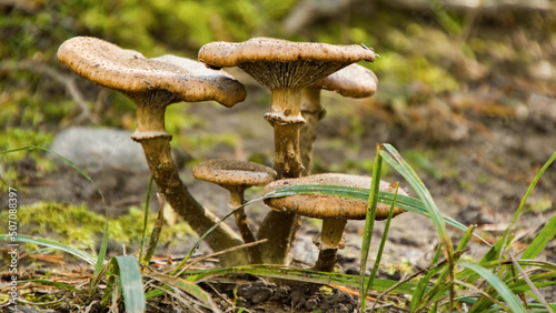 various Wild Mushrooms on forest floor - jyväskylä, Finland