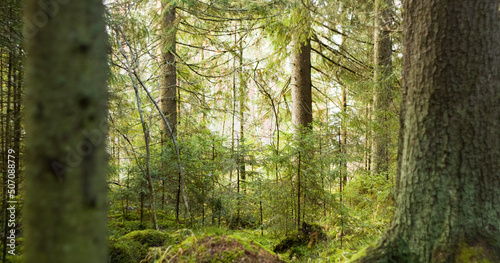 Green forest in jyv  skyl    Finland 