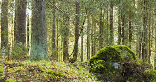 forest floor and trees in jyv  skyl    finland 