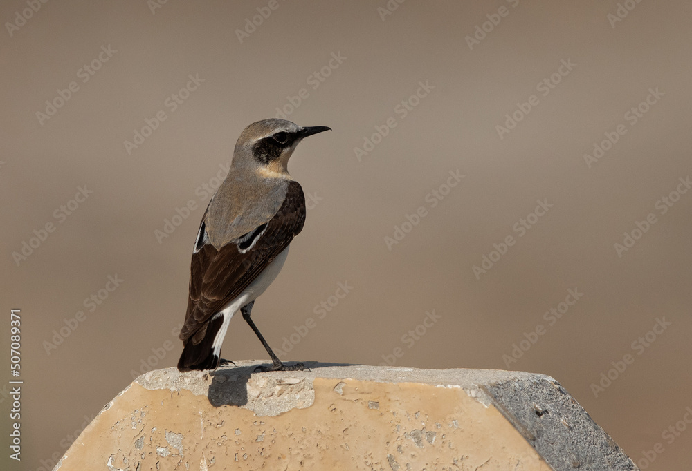 Naklejka premium Portrait of a Northern Wheatear, Bahrain