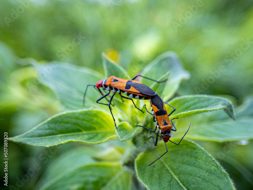 bug on leaf © achedipro