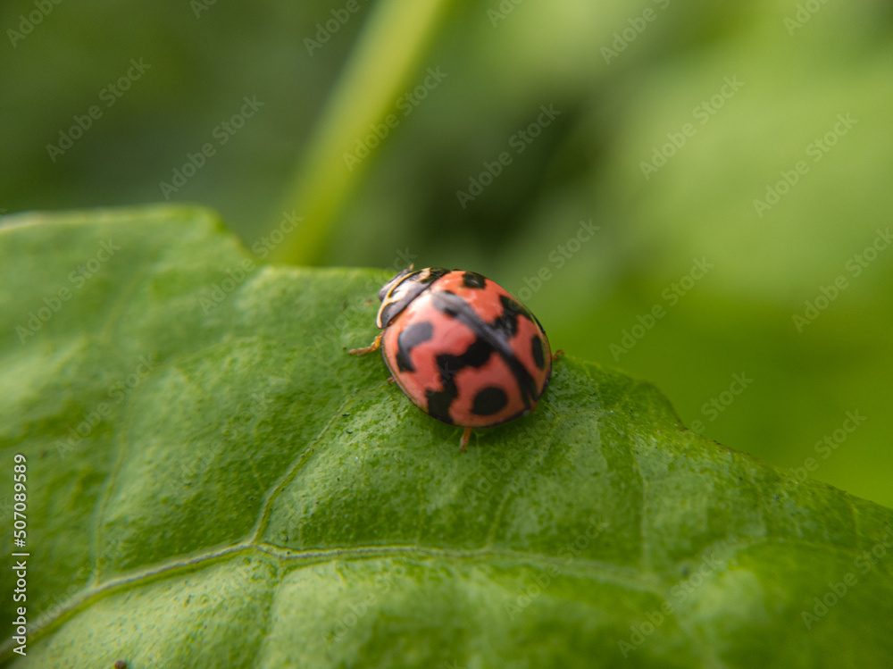 Fototapeta premium ladybug on leaf