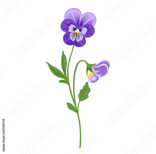 Pansies wild flower. Love-in-idleness viola tricolor plant, heartsease. Botanical vector illustration, isolated on white background. Hand drawn flat decorative element. photo