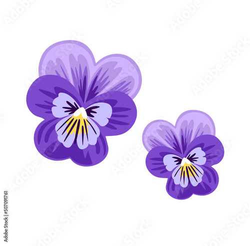 Pansy, love-in-idleness, viola tricolor, heartsease flower. Violet wild plant. Botanical vector illustration, isolated on white background. Hand drawn flat decorative element.