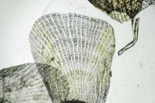 Natural marine fish scale under a microscope, fish scale close up