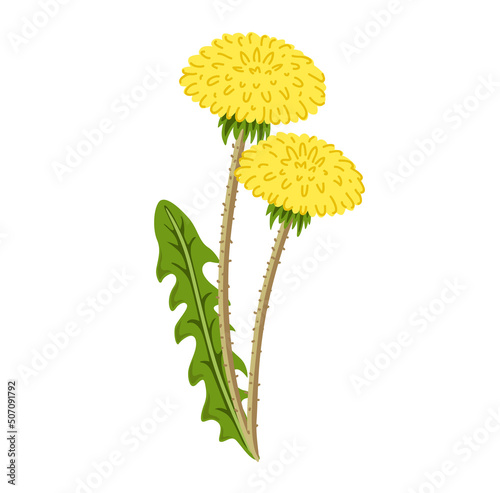 Dandelion yellow flower. Botanical vector illustration, isolated on white background. Hand drawn flat decorative element.