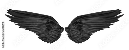 black wing isolated on white background.