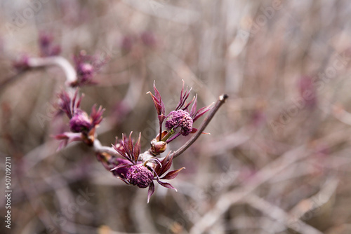 purpul elder blossoms on a blurry tree background