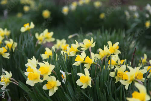 a lot of yellow daffodils on the background of juicy foliage