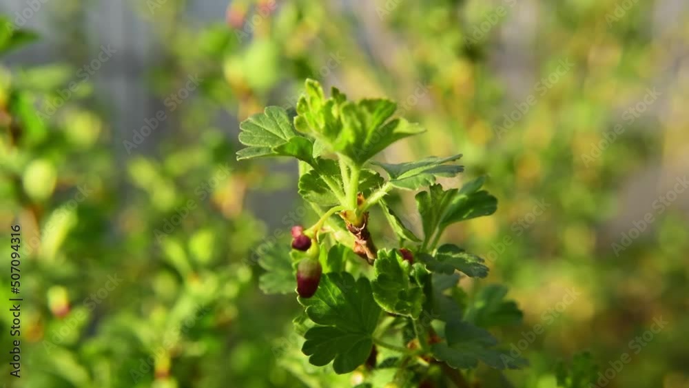 Close up of gooseberry shoots on a branch on a green background. Erries in the garden Close up of gooseberry shoots on a branch on a green background. Erries in the garden