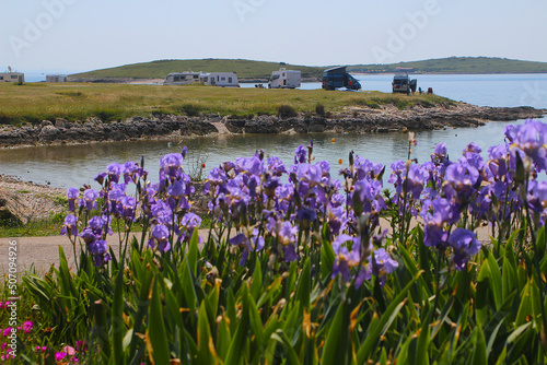 Iris flowers in bokeh in front of camping site with campervans and camper trailers among islands (Kap Kamenjak, Croatia) photo