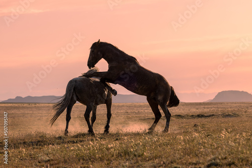 Pair of Wild Horse Stallions Fighting at Sunrise in the Utah Desert © natureguy