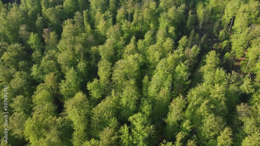 Aerial top view of the green forest with foliage in spring warm sunlight 