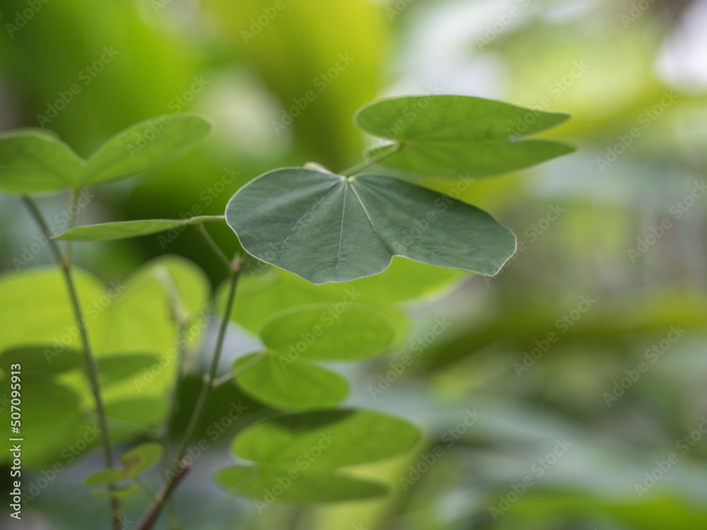 Green leaves of Snowy orchid tree and green background Green leaves of Snowy orchid tree and green background