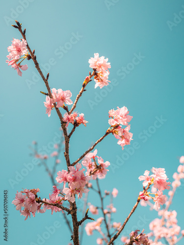 sakura trees, pink cherry blossom