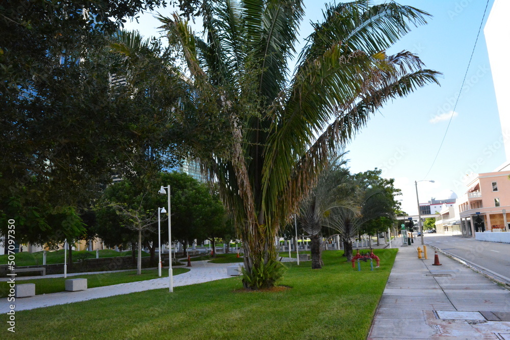 Obraz premium trees in the city
