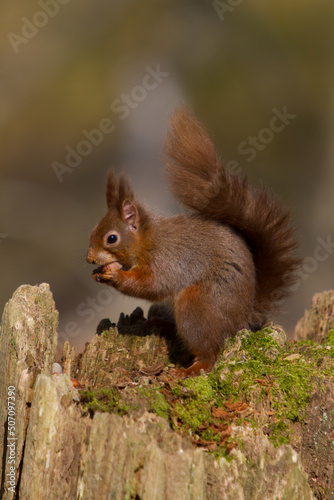 Red squirrel feeding on a hazelnut at Brownsea Island in Dorset 