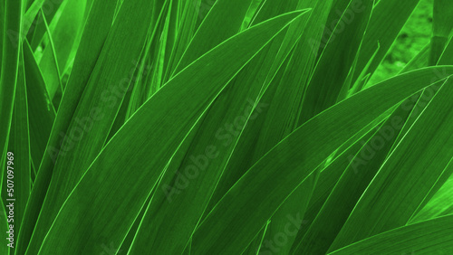 Green leaves texture background. Natural background and wallpaper