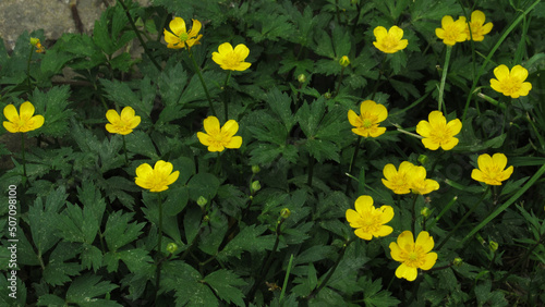 yellow flowers in green grass