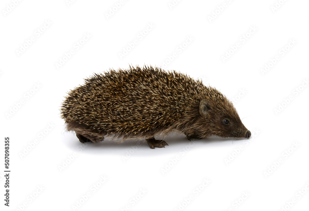 Hedgehog isolated on white Hedgehog isolated on white