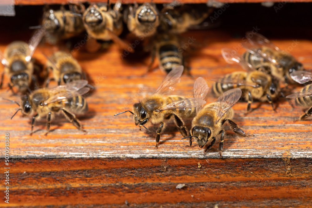 Macro photo of honey bees in a hive Macro photo of honey bees in a hive