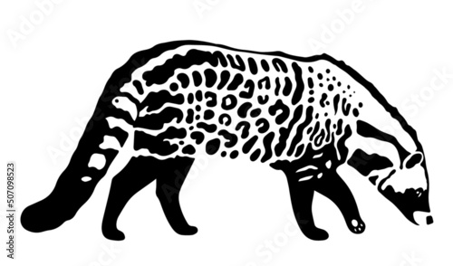 vector african civet  isolated on white background photo