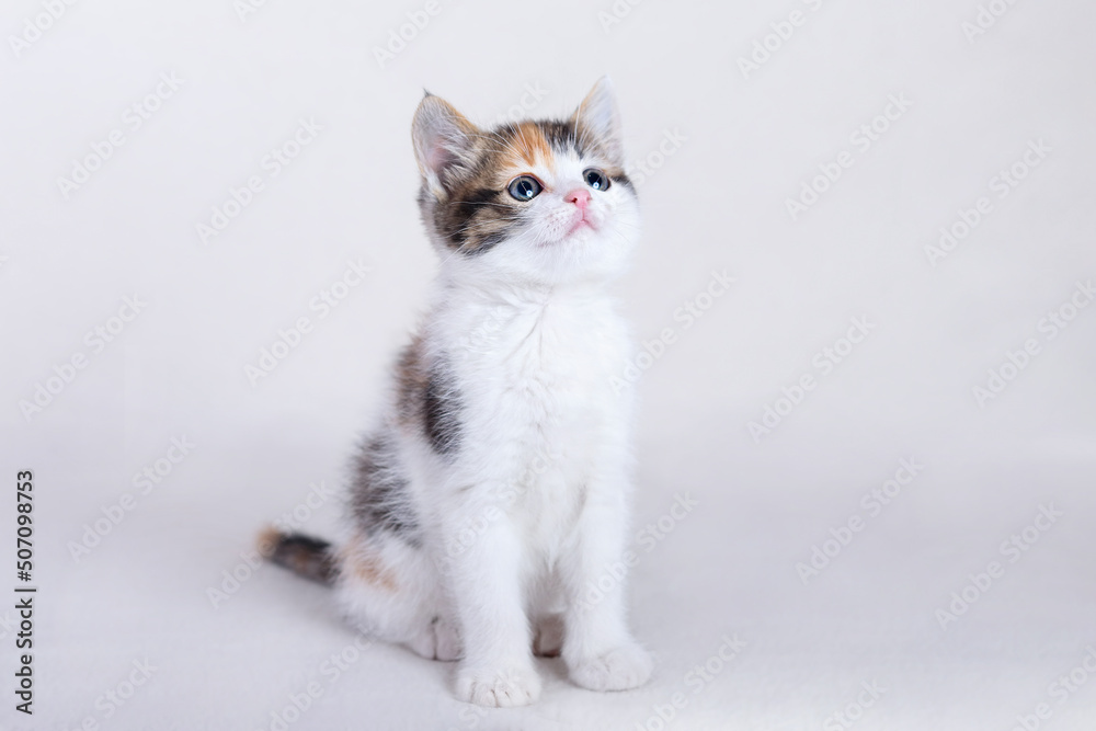 Cats and Kittens on beautiful neutral background perfect for postcards. Cute Kitten on white plaid at home. Looking at camera. Concept of adorable little pets. Home pet. Cozy home cat. Copy space