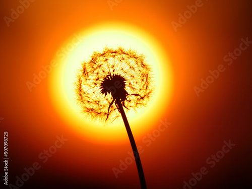 Dandelion or dandelion in the setting sun in Goslar am Harz in the state of Lower Saxony in Germany.