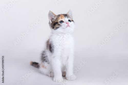Cats and Kittens on beautiful neutral background perfect for postcards. Cute Kitten on white plaid at home. Looking at camera. Concept of adorable little pets. Home pet. Cozy home cat. Copy space