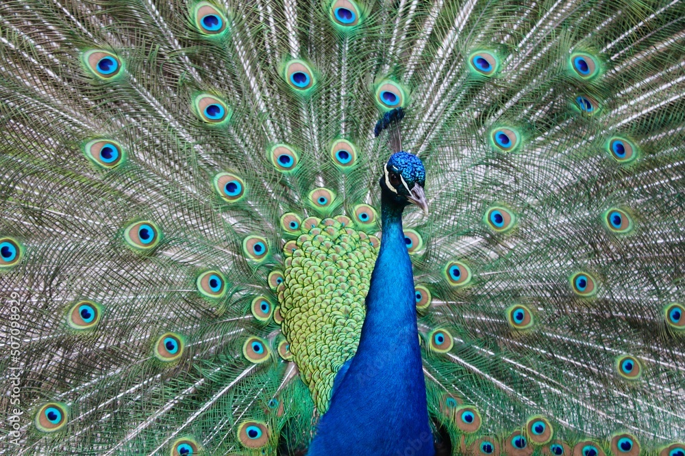 Obraz premium Pavone maschio