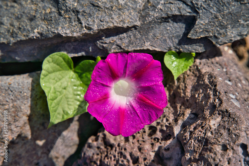 Red Morning Glory Ipomoea Indica Heavenly Blue Moonflower Morning Glory Scarlett O'Hara heart Morning Glory in Madeira Portugal