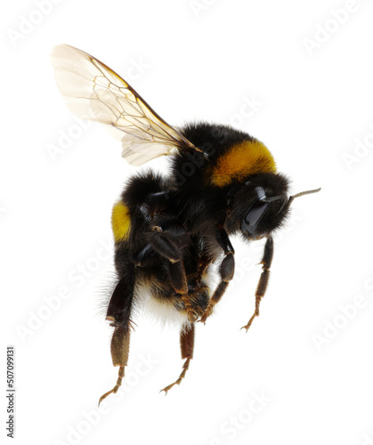 bumblebee isolated on the white