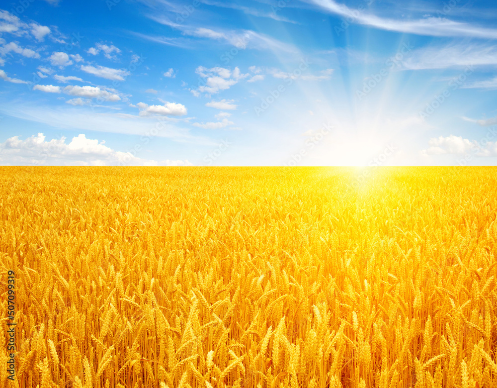 Naklejka premium Wheat field and sun