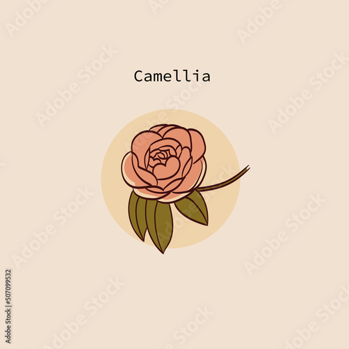 vector illustration of a camellia in a simple hand-drawn style