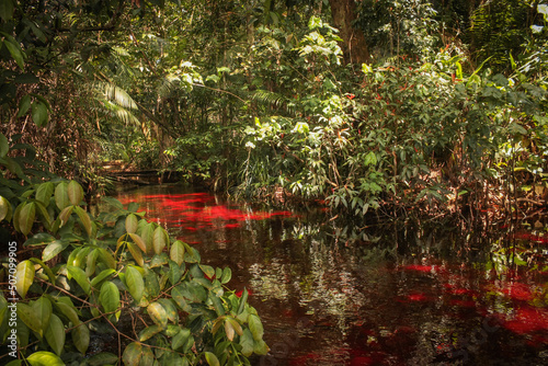 Canvas Print Iracoubo, French Guiana Crique Morpio is a stream of water in the Amazon jungle where the river appears red due to high levels of iron in the soil