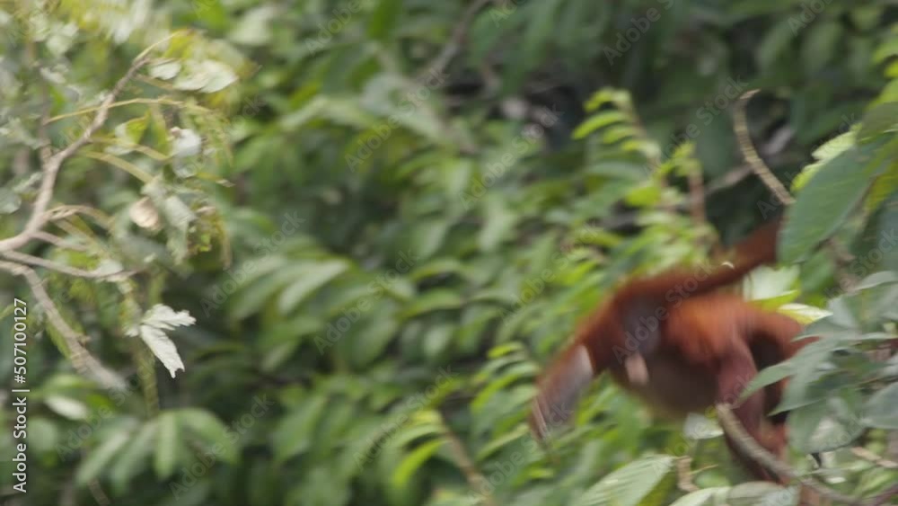 Howler Monkey leaping through jungle canopy in Tambopata National Reserve, Peru.