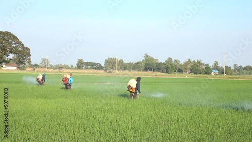Farmers spraying pesticides in rice fields