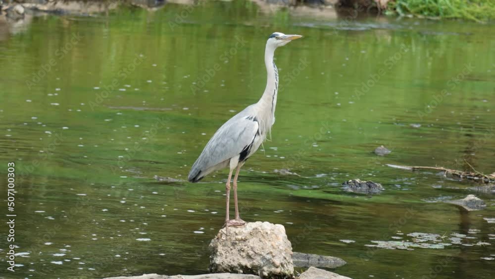 Grey Heron Standing On The Rock At Yangjae Stream Then Flew Away. - close up Grey Heron Standing On The Rock At Yangjae Stream Then Flew Away. - close up