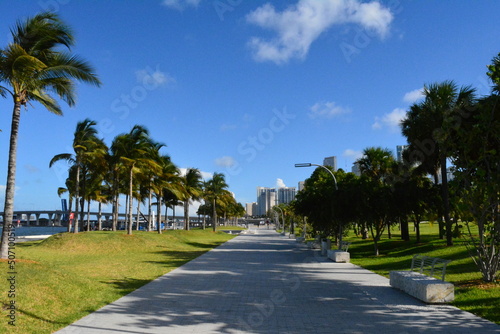 palm trees in the park