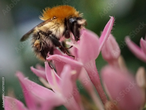 bee on a flower © Wilfried