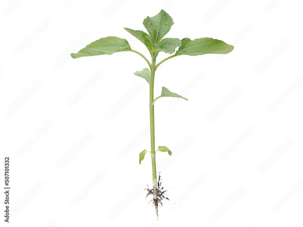 Young sunflower plant isolated on white Young sunflower plant isolated on white