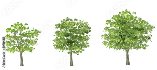 Vector watercolor of tree side view isolated on white background for landscape plan and architecture drawing  elements for environment and garden botanical elements 