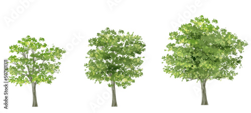 Vector watercolor of tree side view isolated on white background for landscape plan and architecture drawing, elements for environment and garden,botanical elements 