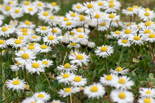 Group of flowers close up, bunch of white daisy flower in field in spring