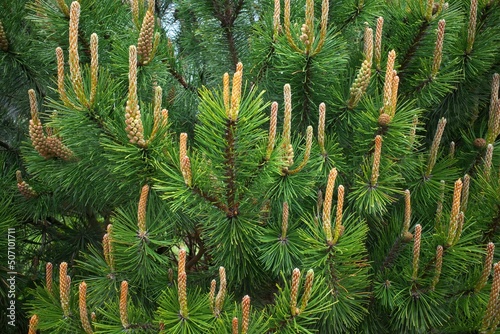 Pinus sylvestris, Scotch pine, European red pine Scotch pine or Baltic pine. Selective sharpness. photo