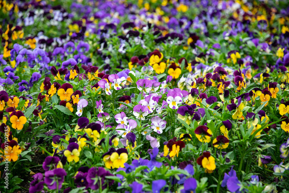 Violets blooming in the spring garden