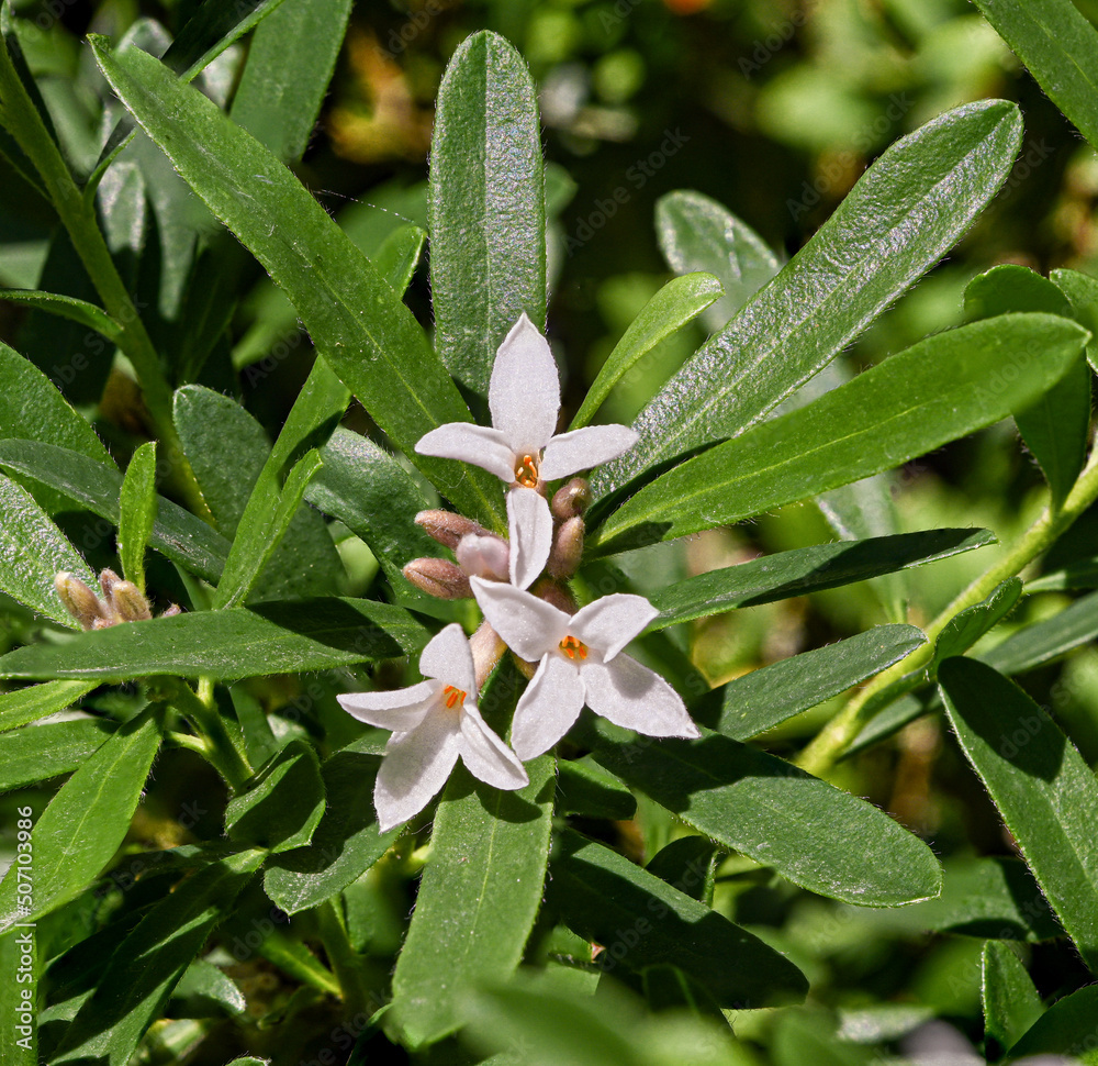 Obraz premium Daphne X Transatlantica ‚Eternal Fragrance‘
