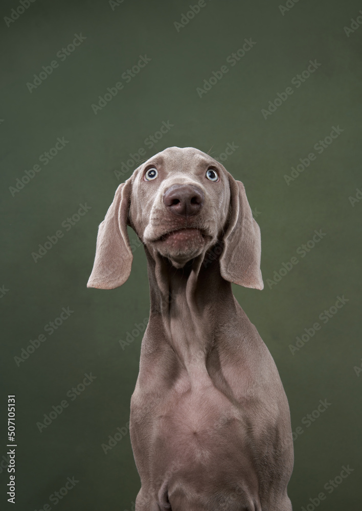 weimaraner puppy on a green canvas background. Funny dog in the studio